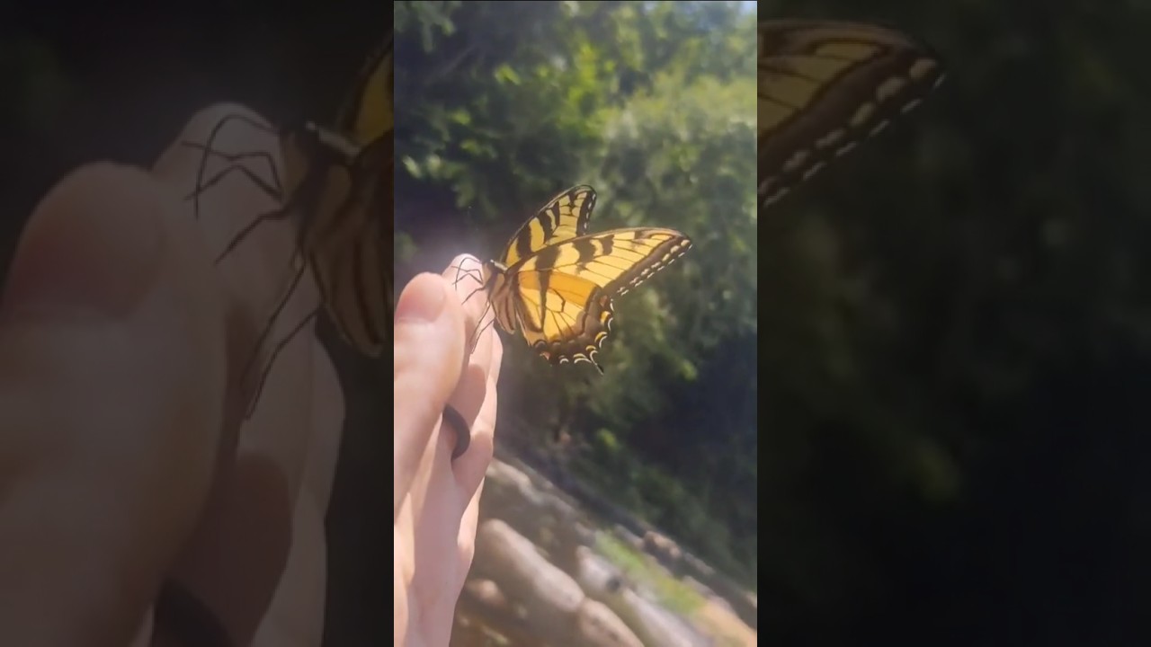 The magic power of love in these endless memories,Meditating Connecting with this gorgeous Butterfly