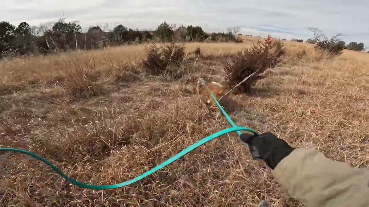 Trapper - Branched Oak - Feb 7