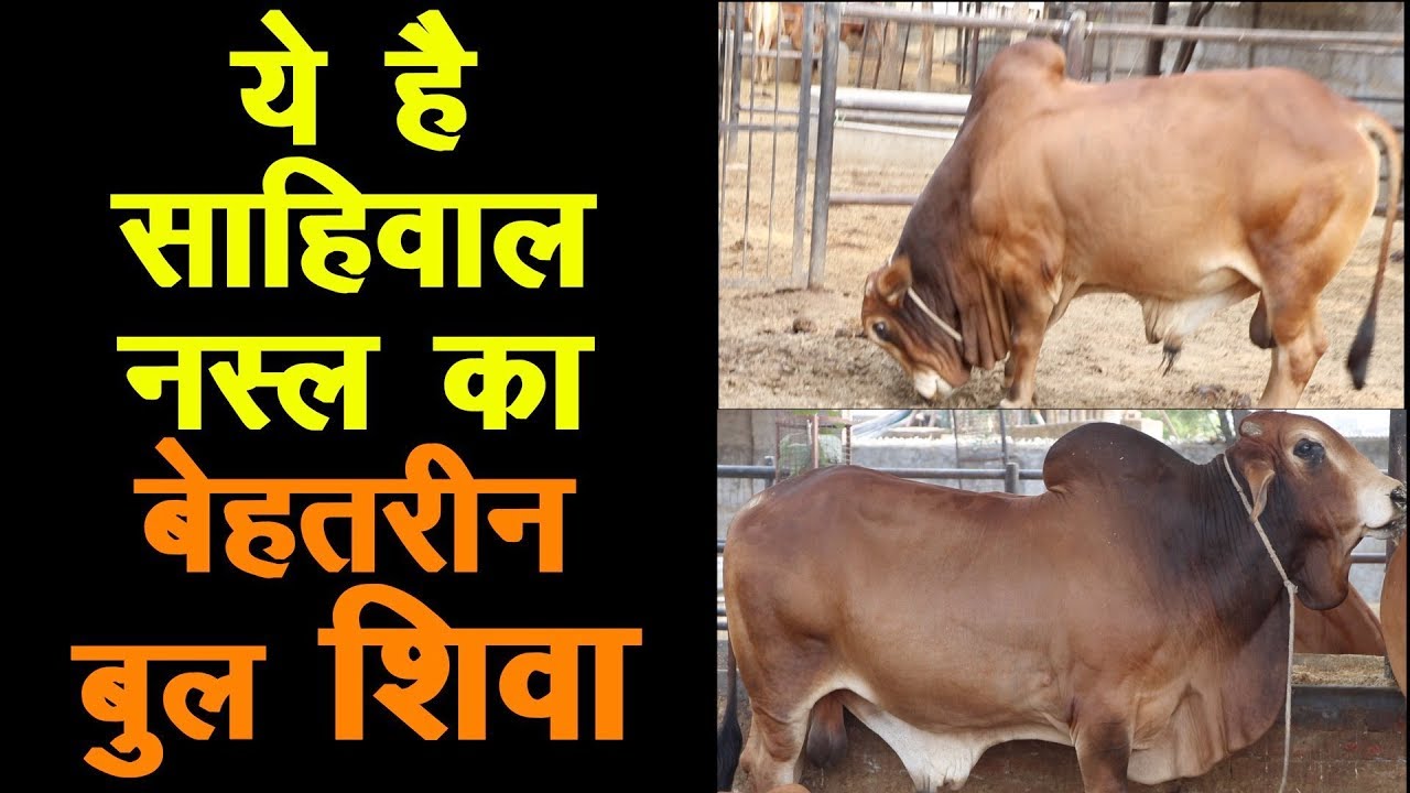 ये है साहिवाल नस्ल का बेहतरीन बुल शिवा | Top Bull of Sahiwal Breed, Desi Indigenous breed
