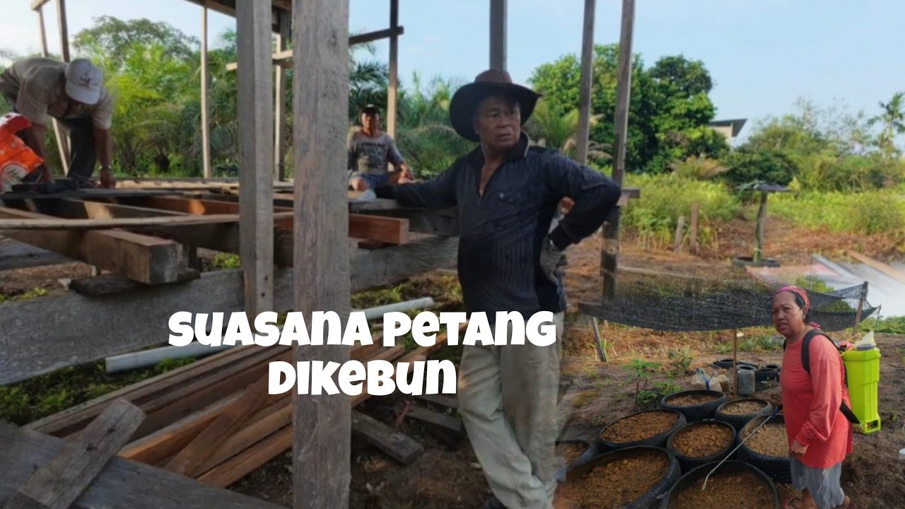 Menikmati pemandangan kebun diwaktu petang//melihat rumah kebun pakcik yang dalam pembinaan