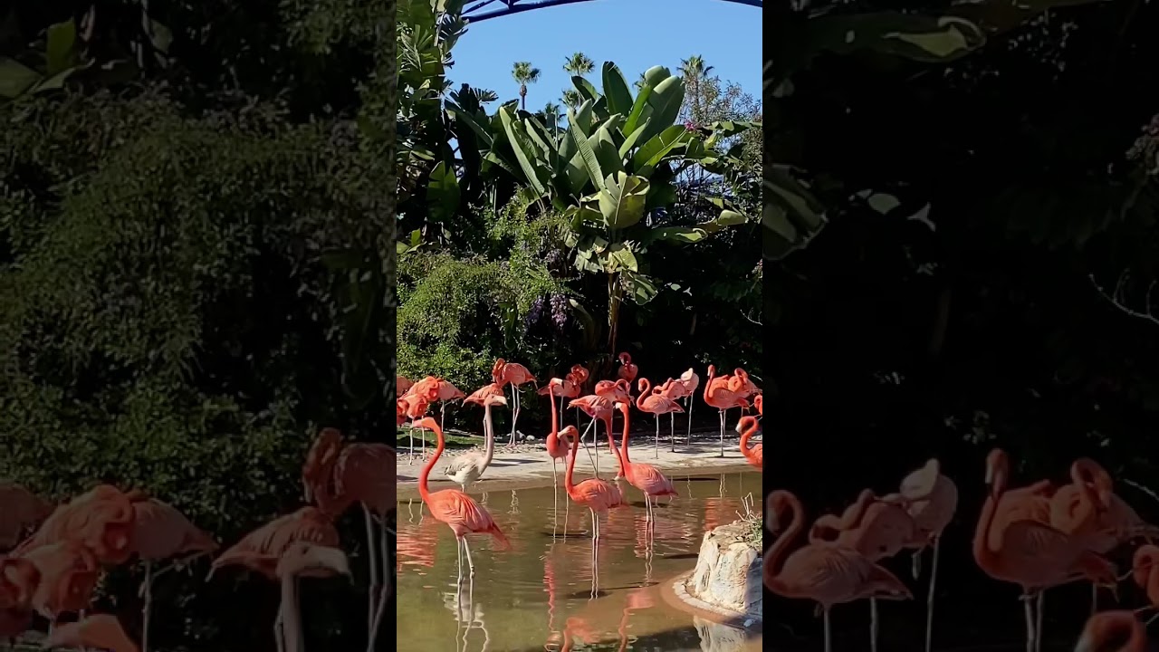 Flamingo 🦩 bird | Magic Craft works