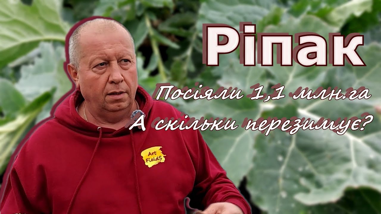 Ріпак. Посіяли 1,1 млн. га . А скільки перезимує?