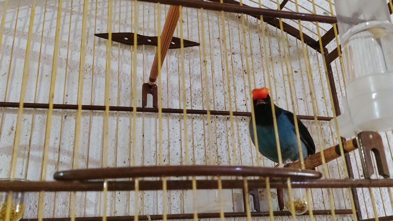 tangará dançarino