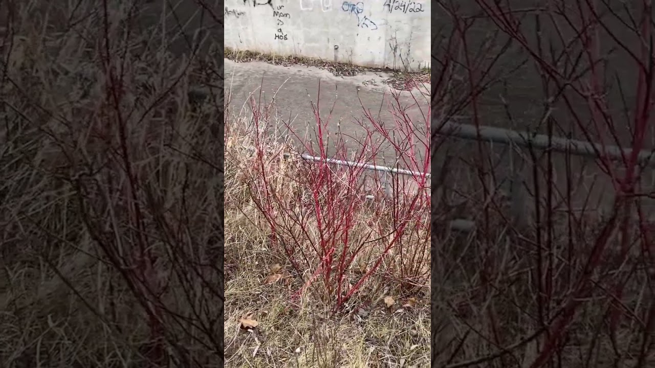 Harvesting red willow