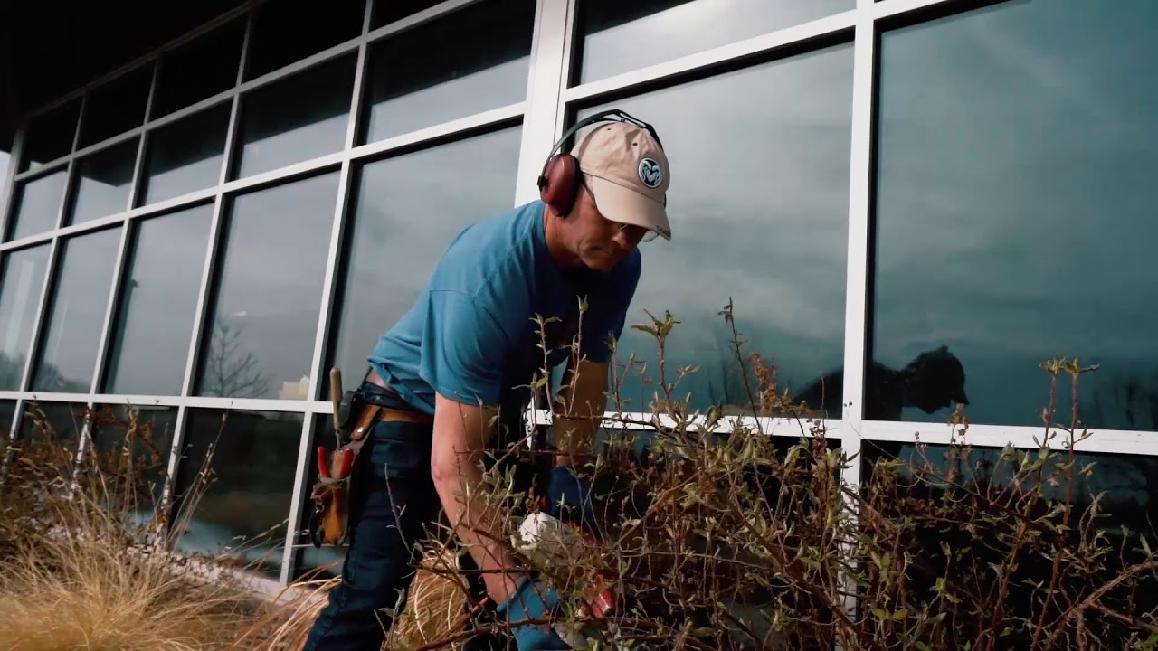 Trimming Fernbush (Chameabatiaria millefolium) by Ross Shrigley, Executive Director of Plant Select
