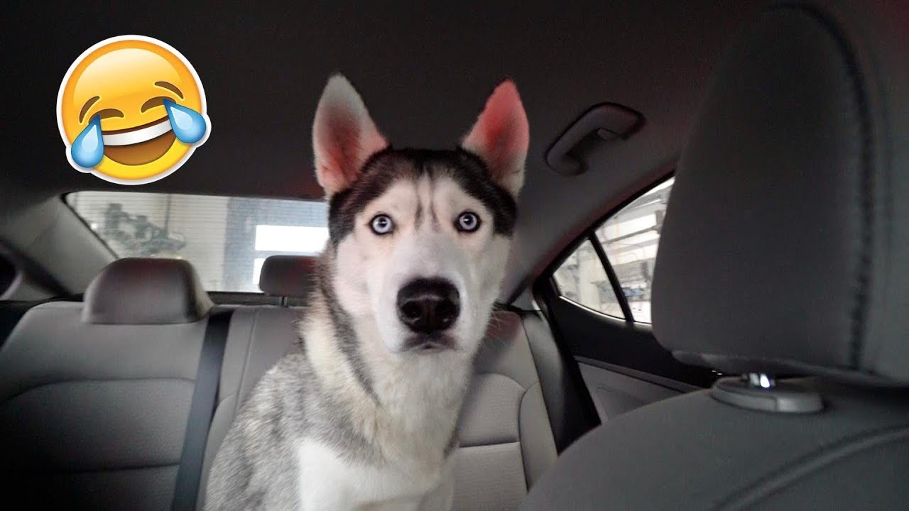 My Husky Reacts to Drive Thru Car Wash!