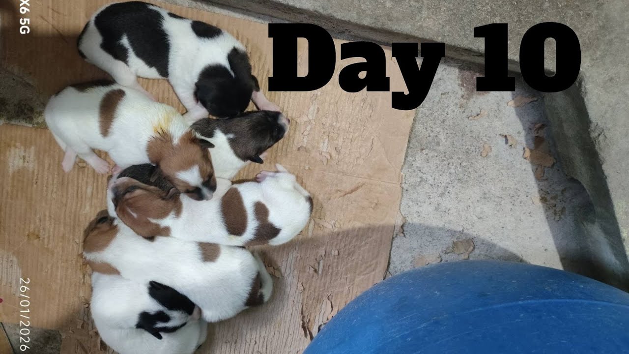 Dogs Life: Day 10 – Mama Dog & Puppies Bonding Time