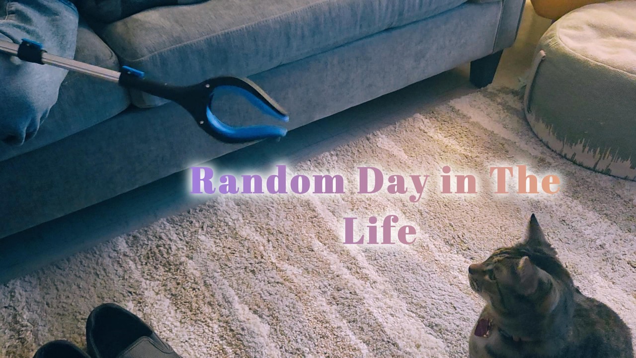A New Cat Toy l Day in The Life