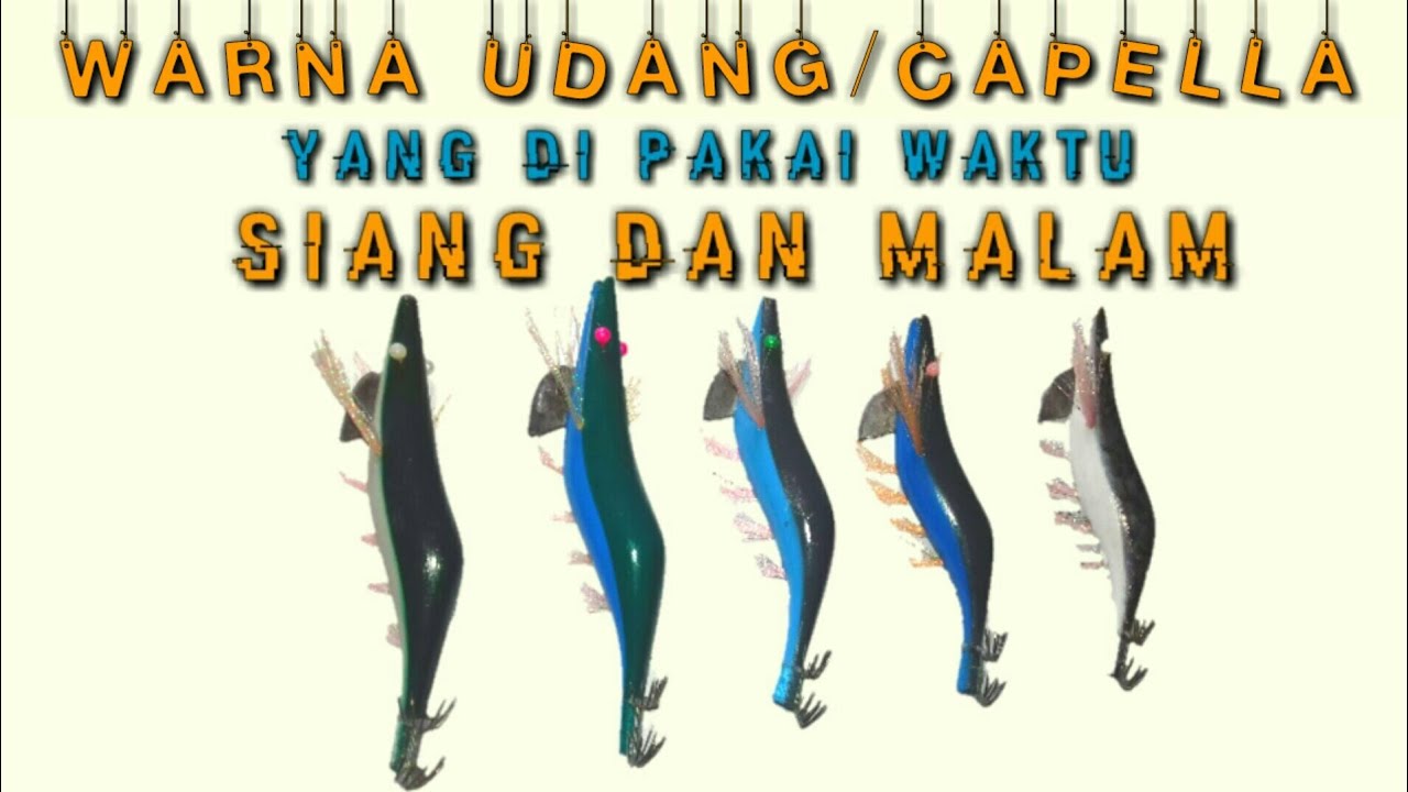 Warna Udang||Squid Jig||Capella Yang Tidak Memilih Waktu-Angler Cumi