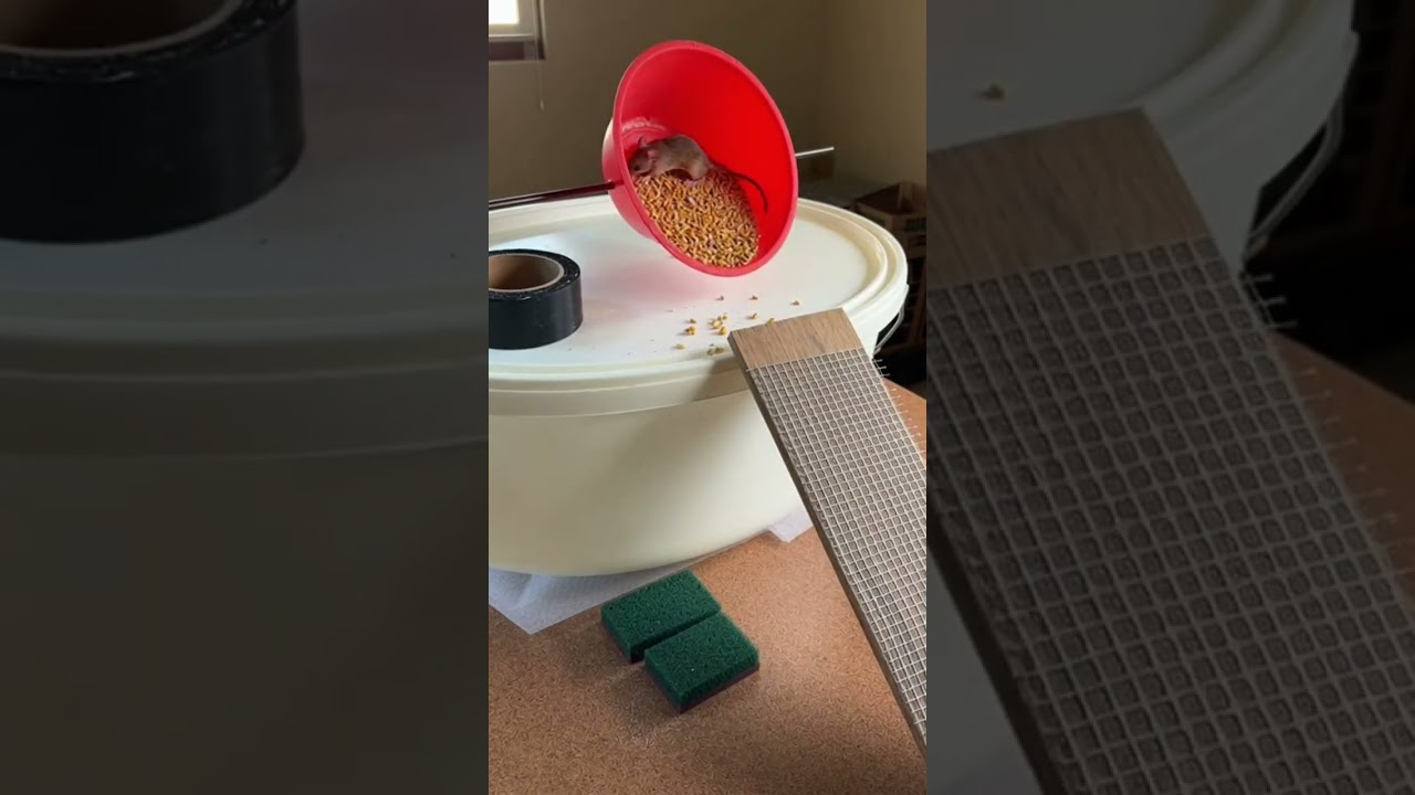 LOL! Cat waits with basket, mice too greedy Watch the sneaky showdown 