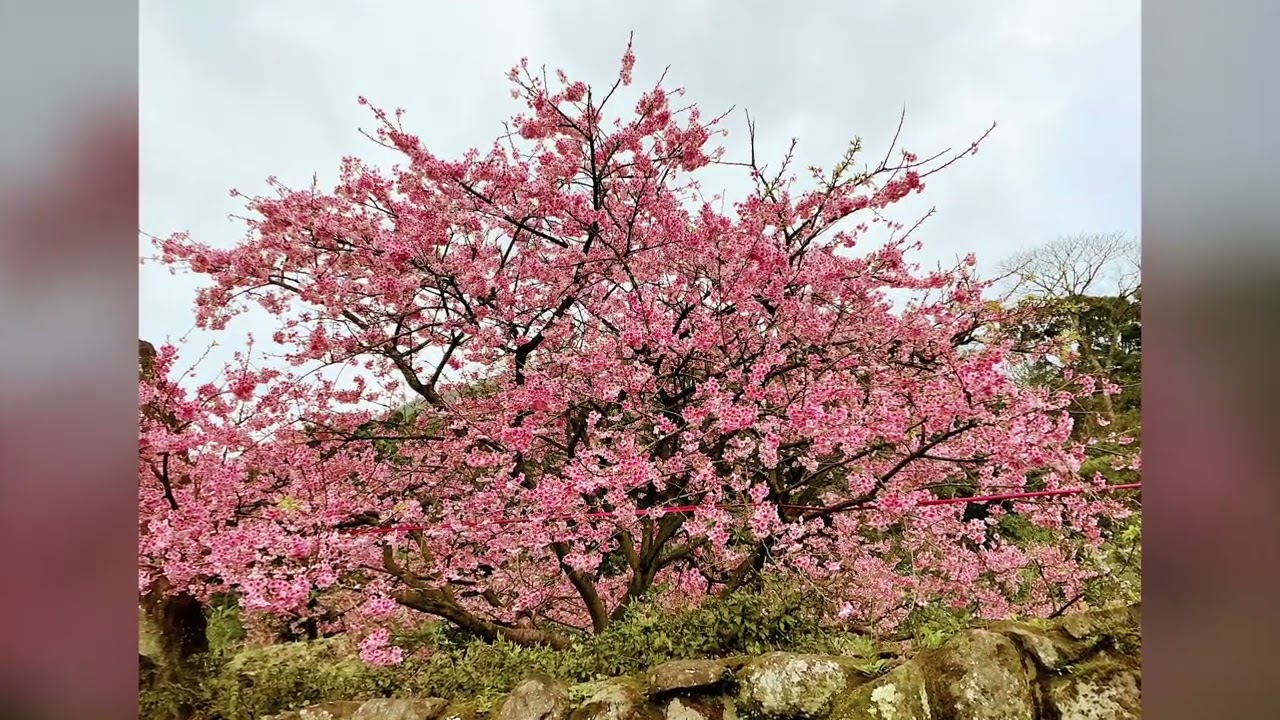 115年2月8日淡水天元宮櫻花盛開（4）