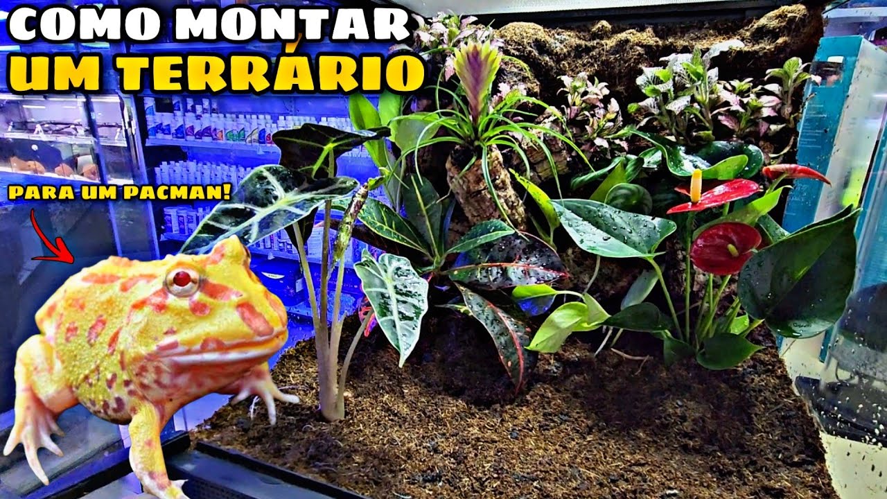 MONTAMOS UM TERRÁRIO PARA UM SAPO!