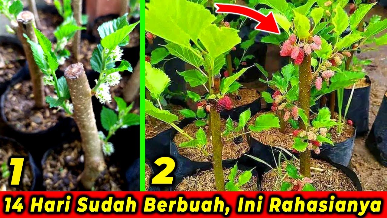 14 Hari Sudah Berbuah, Ini Rahasia Cara Menanam Pohon Murbei Cara Stek Batang Murbei