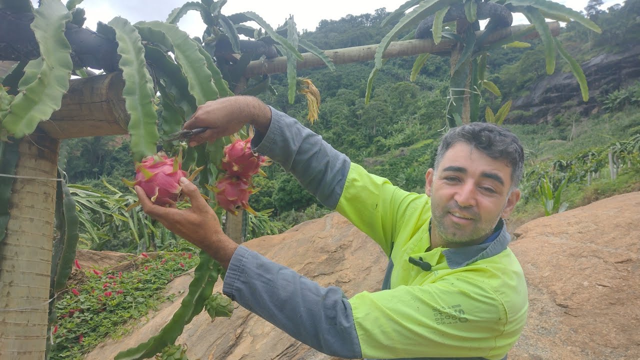 Qual a maneira correta de colher pitaya.