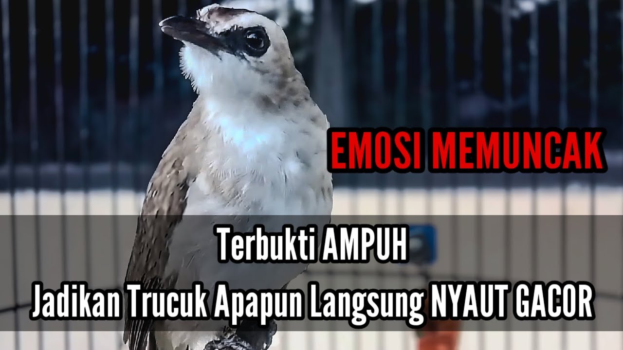 Full EMOSI Trucuk Tarung... Jadikan Trucuk Apapun Seketika Langsung  NYAUT GACOR - Ropel Panjang