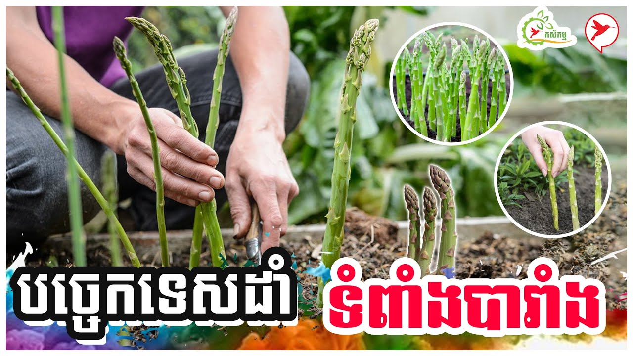 បច្ចេកទេសដាំទំពាំងបារាំង ខណៈដាំម្ដងឲ្យផលដល់ ២០ឆ្នាំ | គម្មវិធីកសិកម្ម