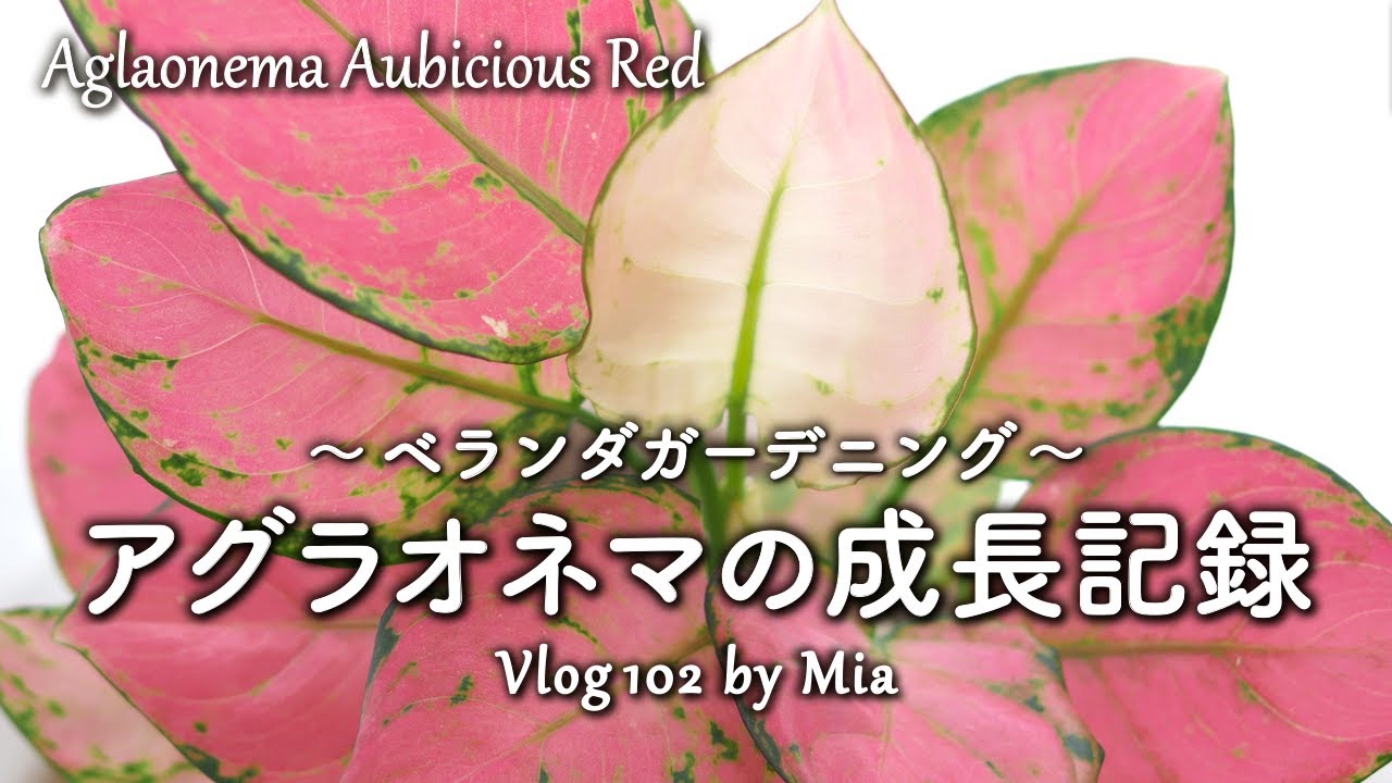 透明感のある赤色が魅力！アグラオネマ・オービシャスレッドの成長の記録【観葉植物】【2025年】#102 Aglaonema Aubicious Red