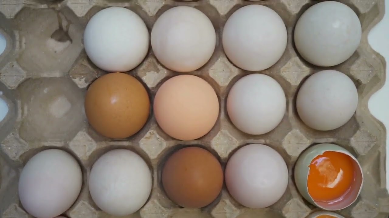 Top Duck Breeds for Egg Production