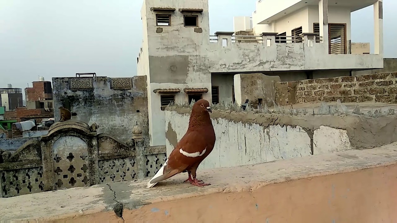 Agra beautiful pigeons 301