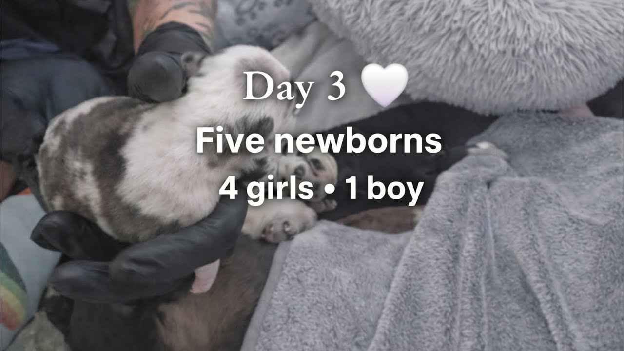 Day 3 With Our 5 Newborn English Bulldogs 🤍 | 4 Girls & 1 Boy