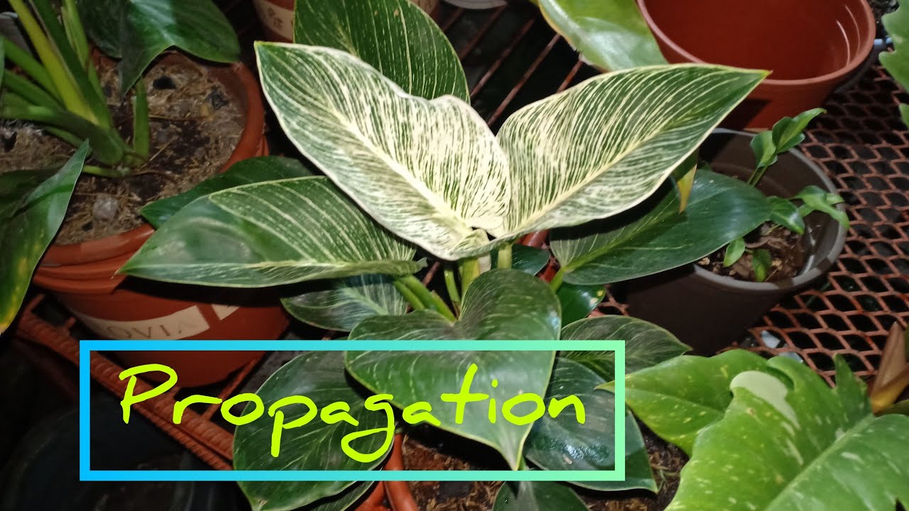 Philodendron Birkin propagation.