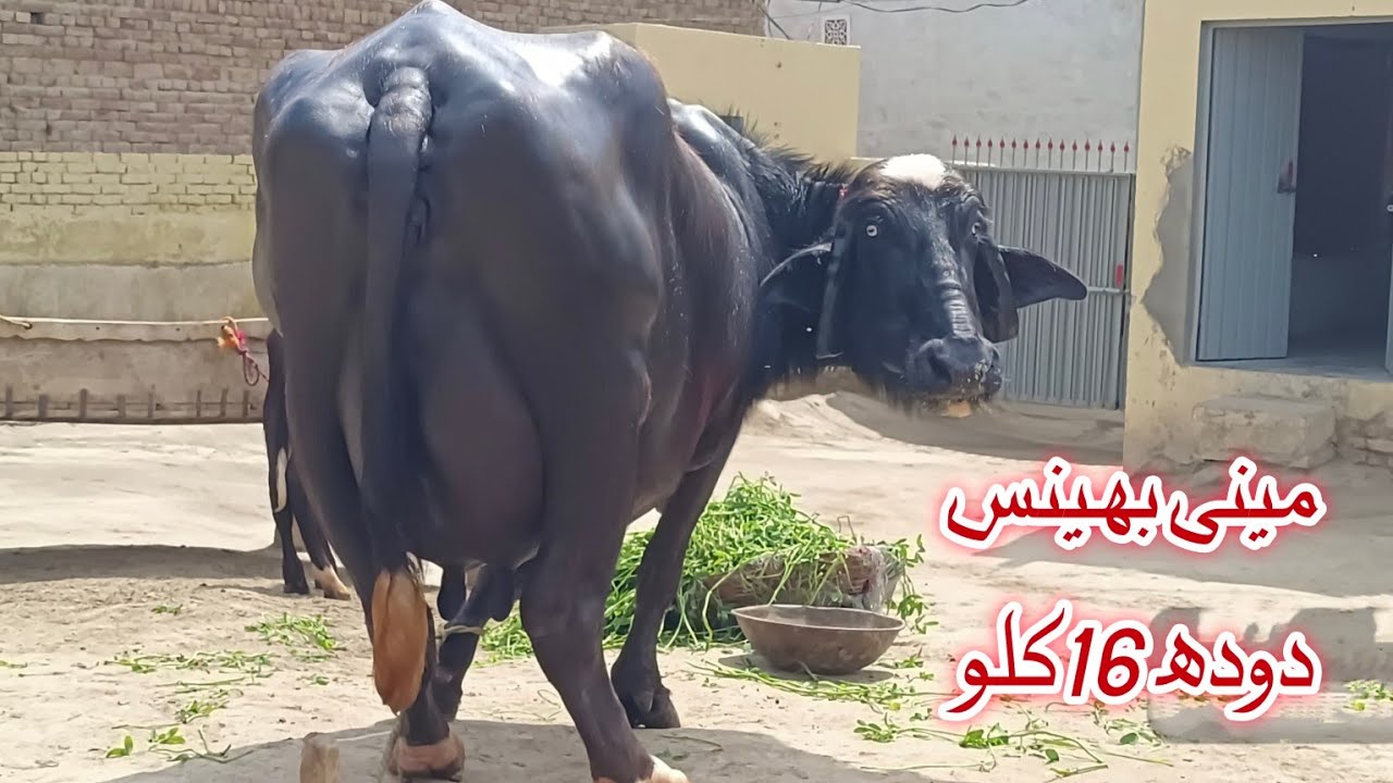High Milking pure nili Ravi Buffalo's for sale in pa Punjab Pakistan on YouTube 17 March 2026
