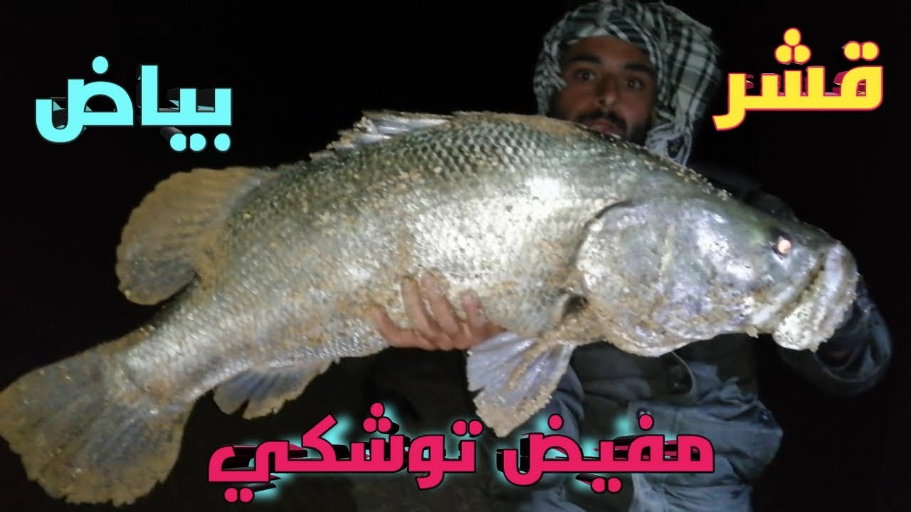 معركه كبيره مع صيد( وحش) قشر البياض 'في مفيض توشكي!! 2023:؟ #مفيض #hunting #واحد #صيد #fishing
