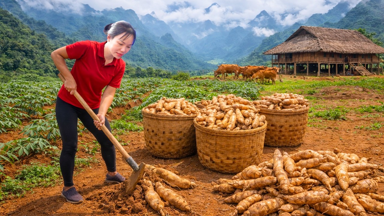 Harvesting Organic Cassava,How To Cook Cassava Mixed with Coconut Goes To Market Sell