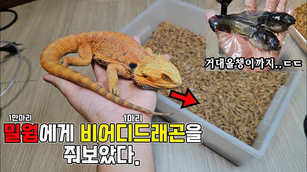 밀웜 만마리에게 비어디드래곤을 줘보았다 feat거대올챙이