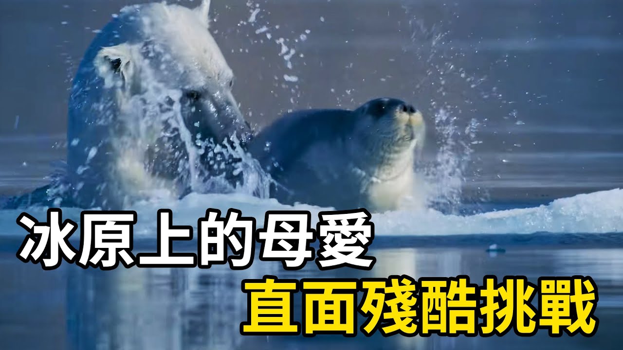 冰原上的母愛：北極熊媽媽帶幼崽，直面殘酷挑戰 #nature #wildlife #animal #wildanimals #animals