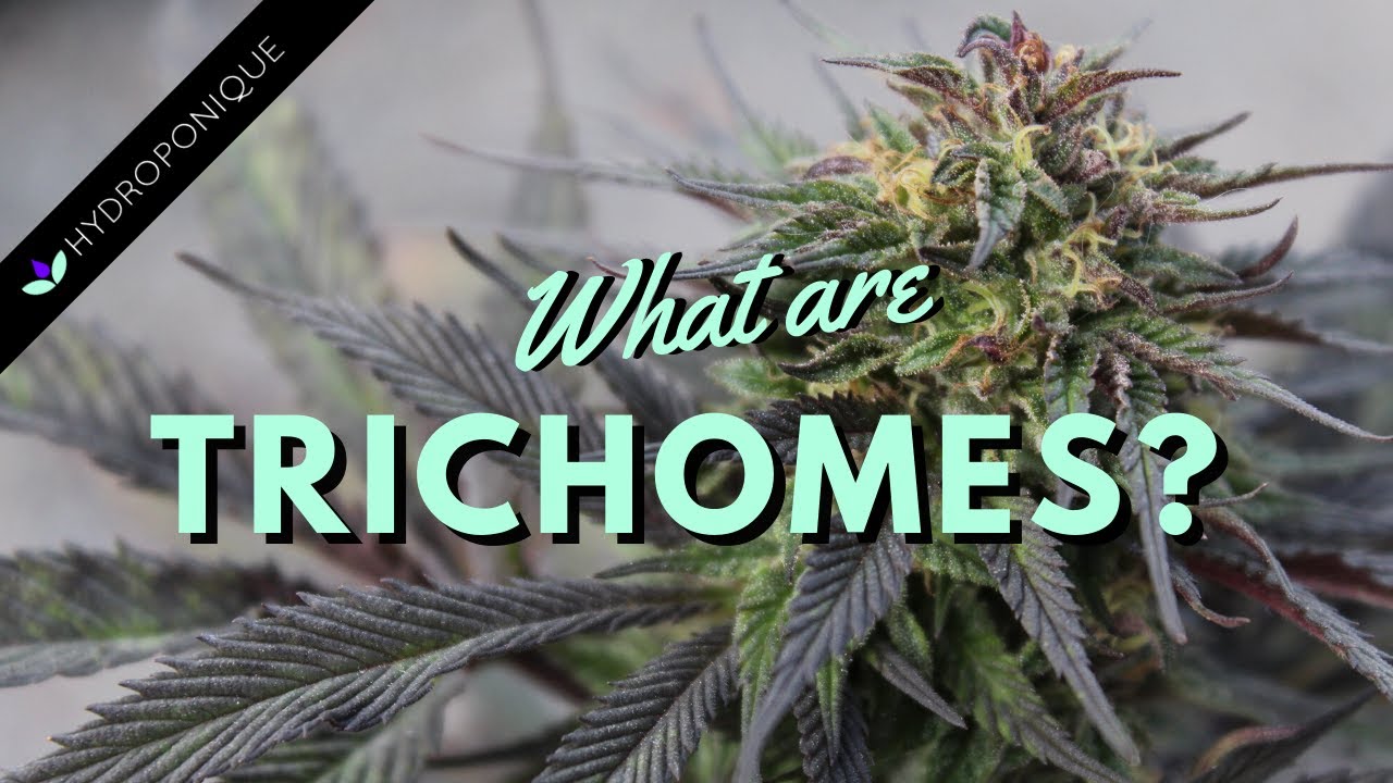 What Are Trichomes? Answered in 17 Facts