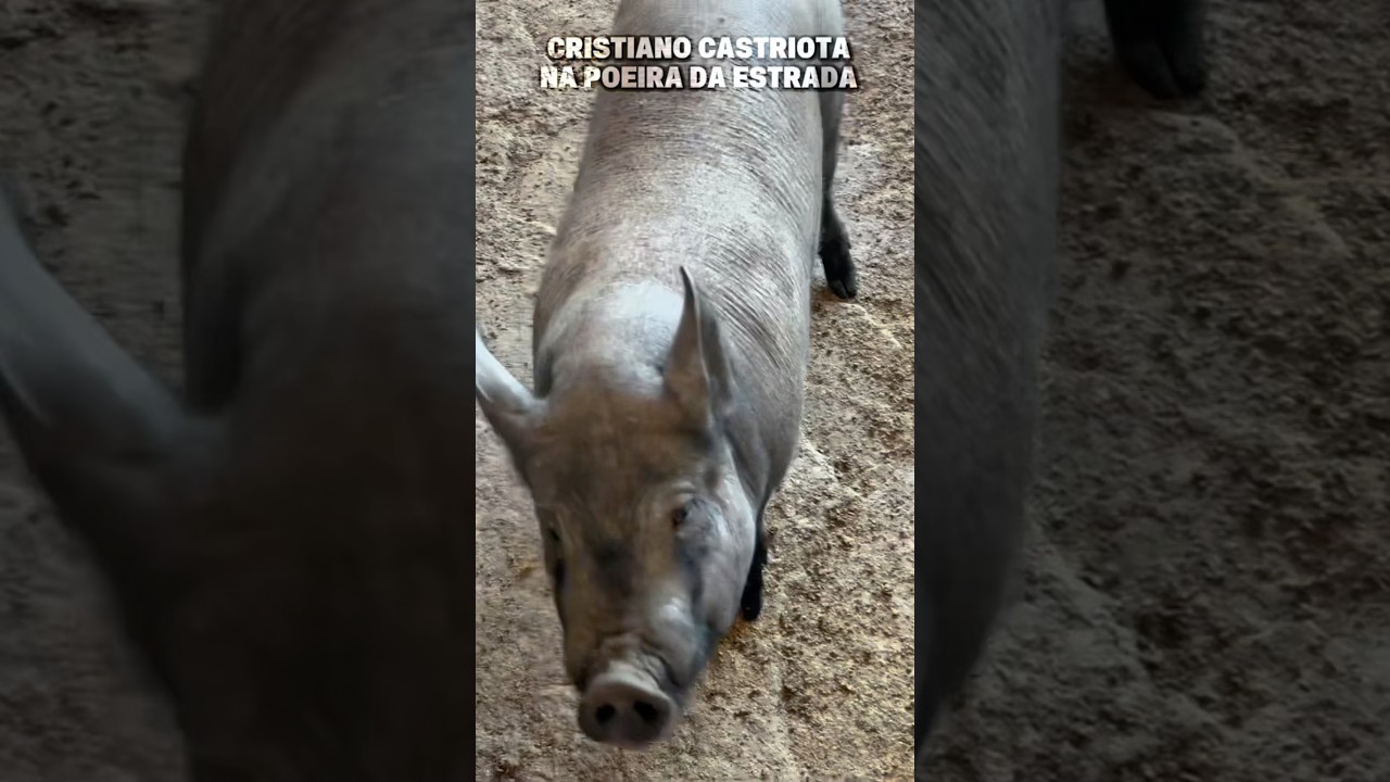 Veja como ele faz pra limpar a pele do porco #ro&ccedil;a #agro #vidanaro&ccedil;a #sitio #vidanocampo #porco