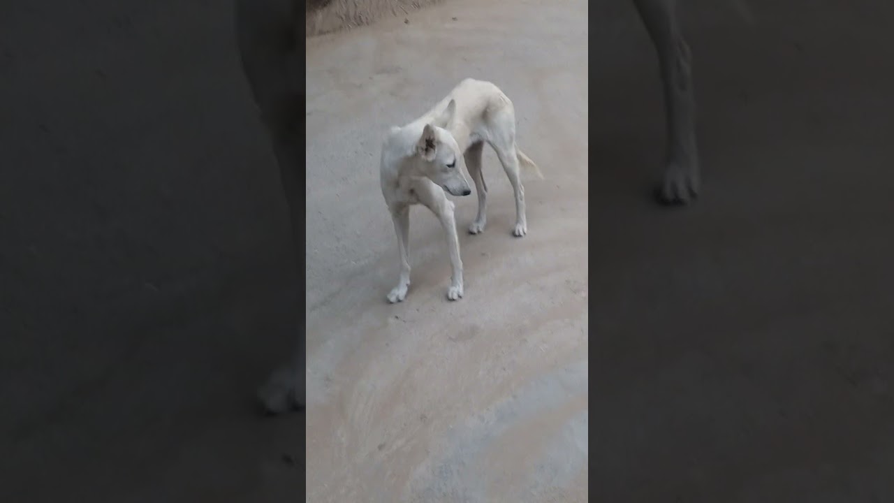 अनाथ डॉग का खुशी मोमेंट 🥰 Feed Joy  dog feeding