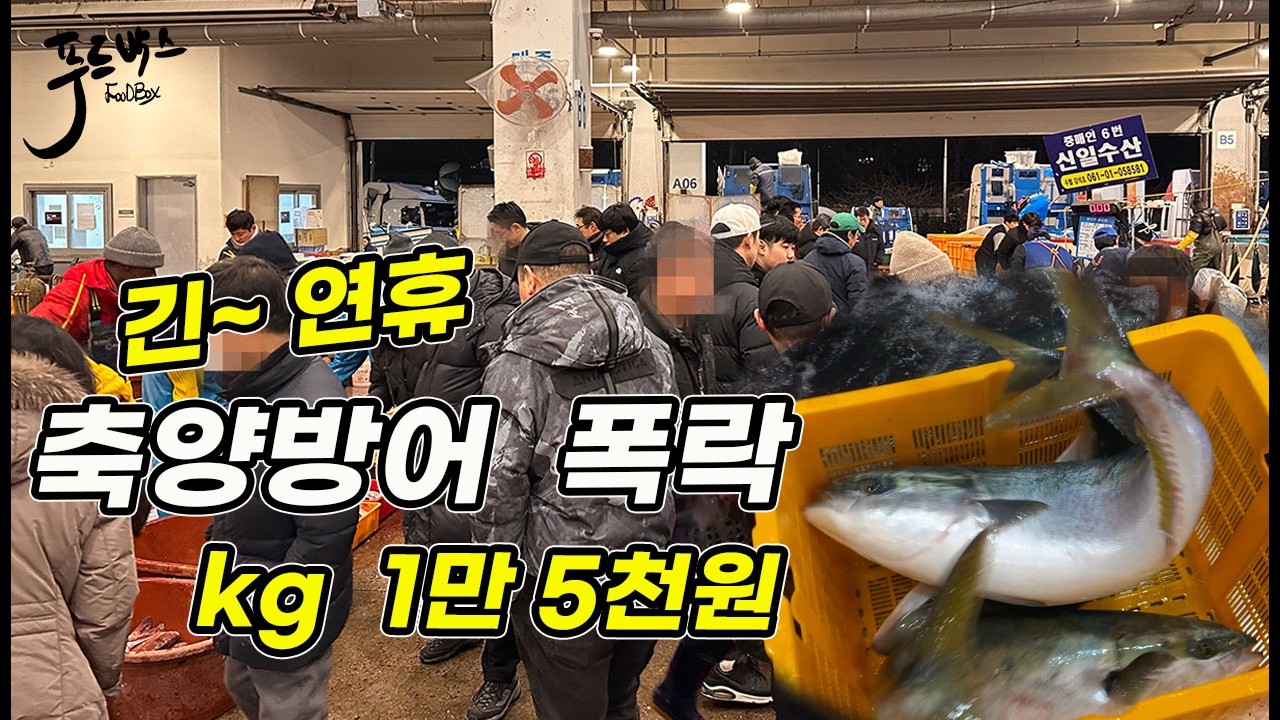 긴 연휴~  축양방어 반값 폭락 .. 뭐가 싸고 좋을까요?  연휴 시세는? 노량진수산시장 20260215