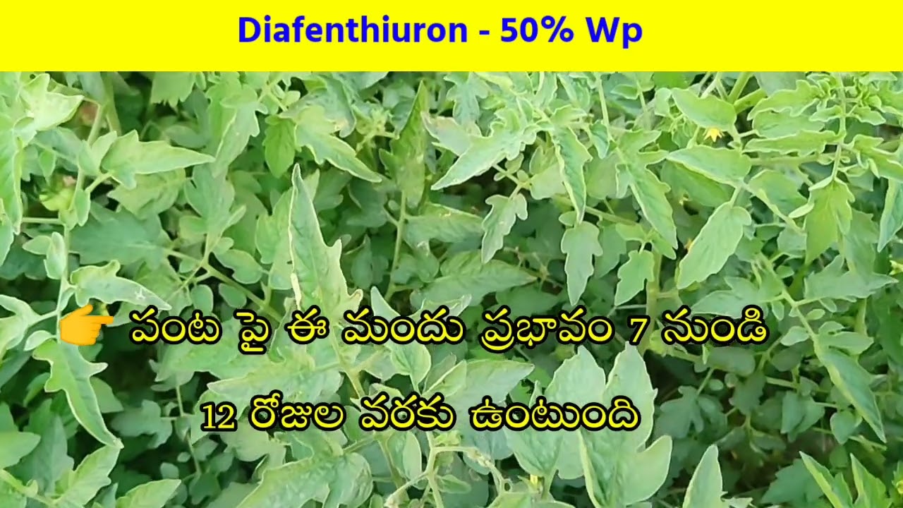 Diafenthiuron 50% WP