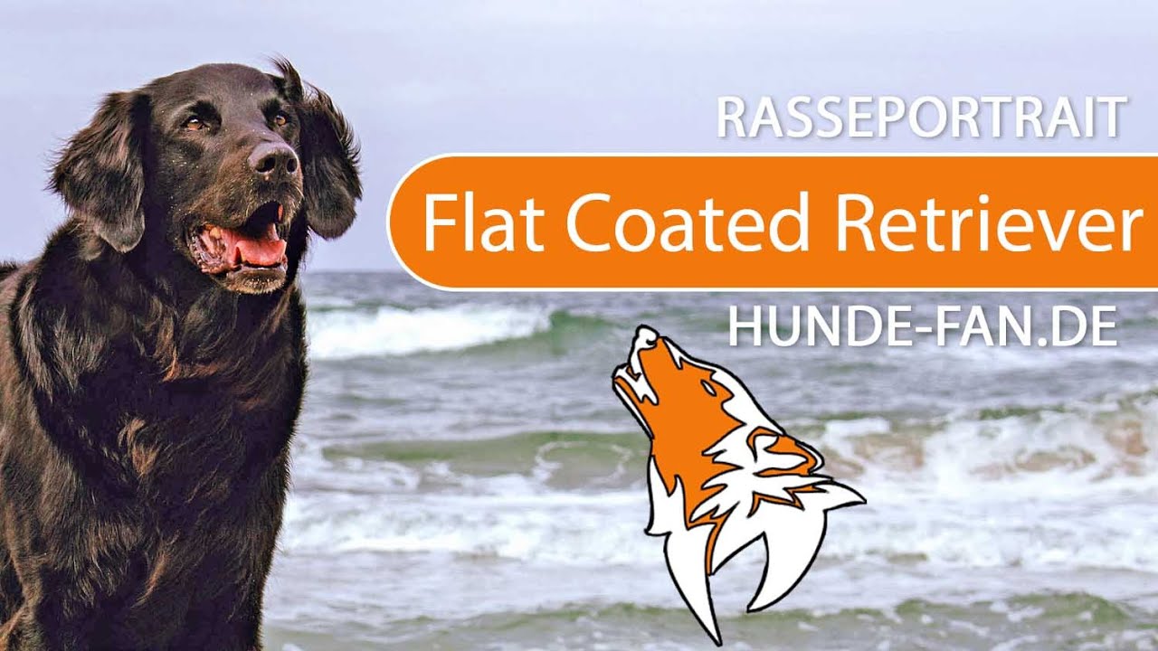 ► Flat Coated Retriever [2018] Rasse, Aussehen & Charakter