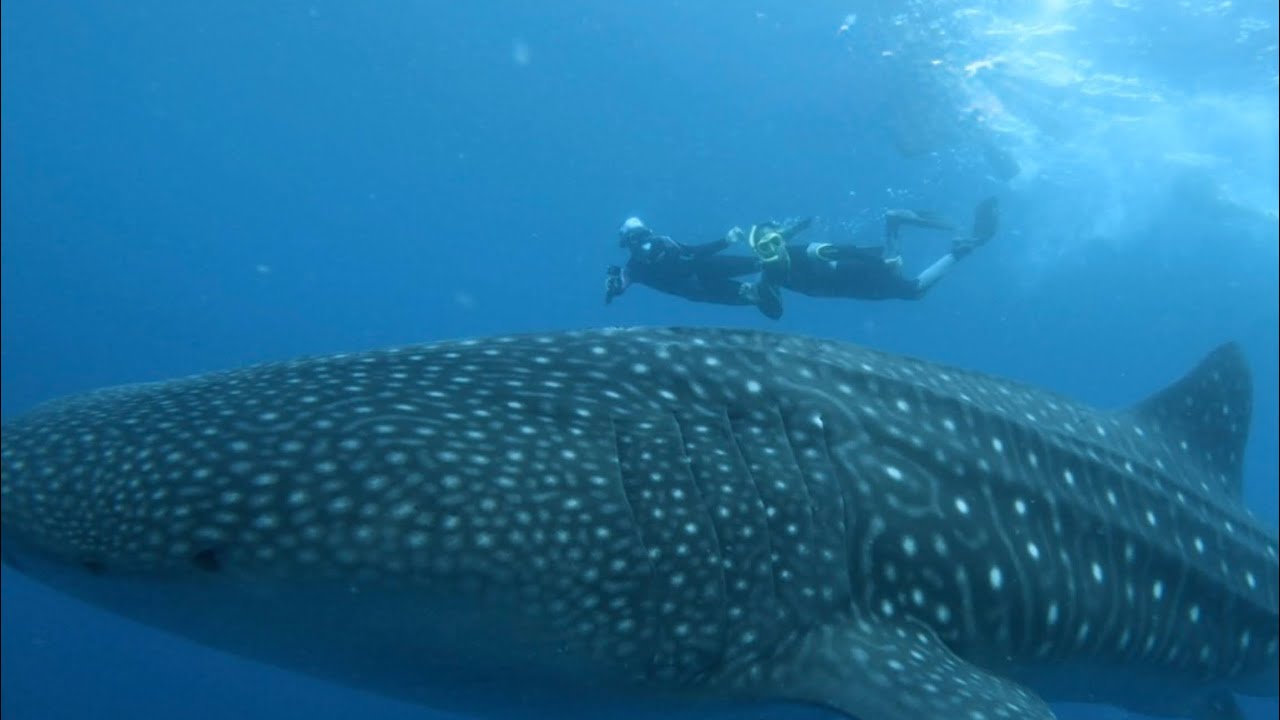 🐋Whale Sharks🦈📍Southern Layte 🇵🇭 Feb’26