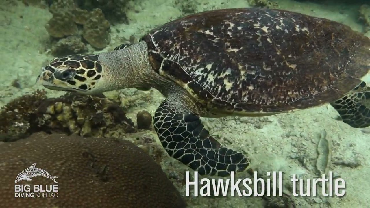 Marine Life you can expect to see Scuba Diving on Koh Tao Dive Sites