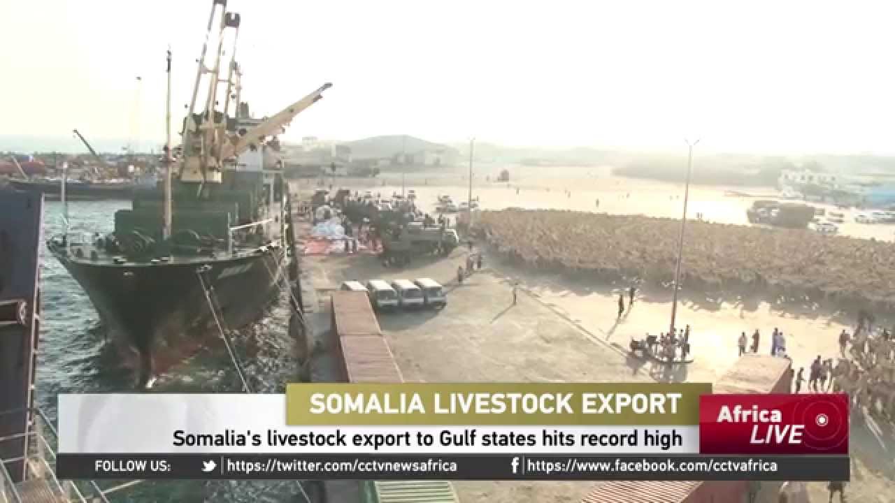 Somalia's Livestock Export Largely To Gulf States Has Hit A Record High.
