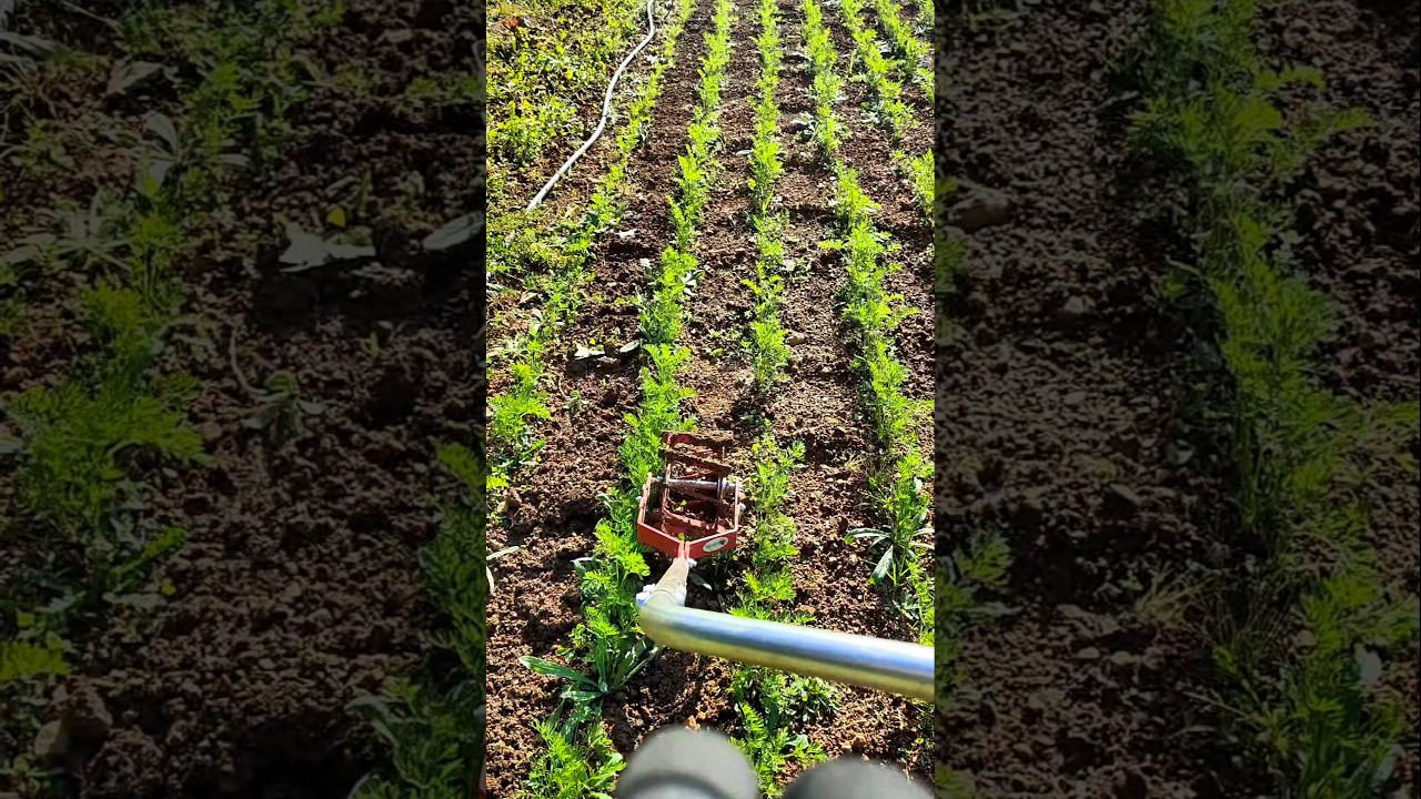 🌱🥕 D&eacute;sherbage des carottes