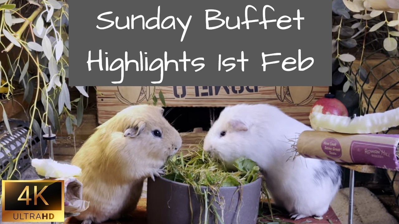 Guinea Pigs | Sunday Buffet Highlights