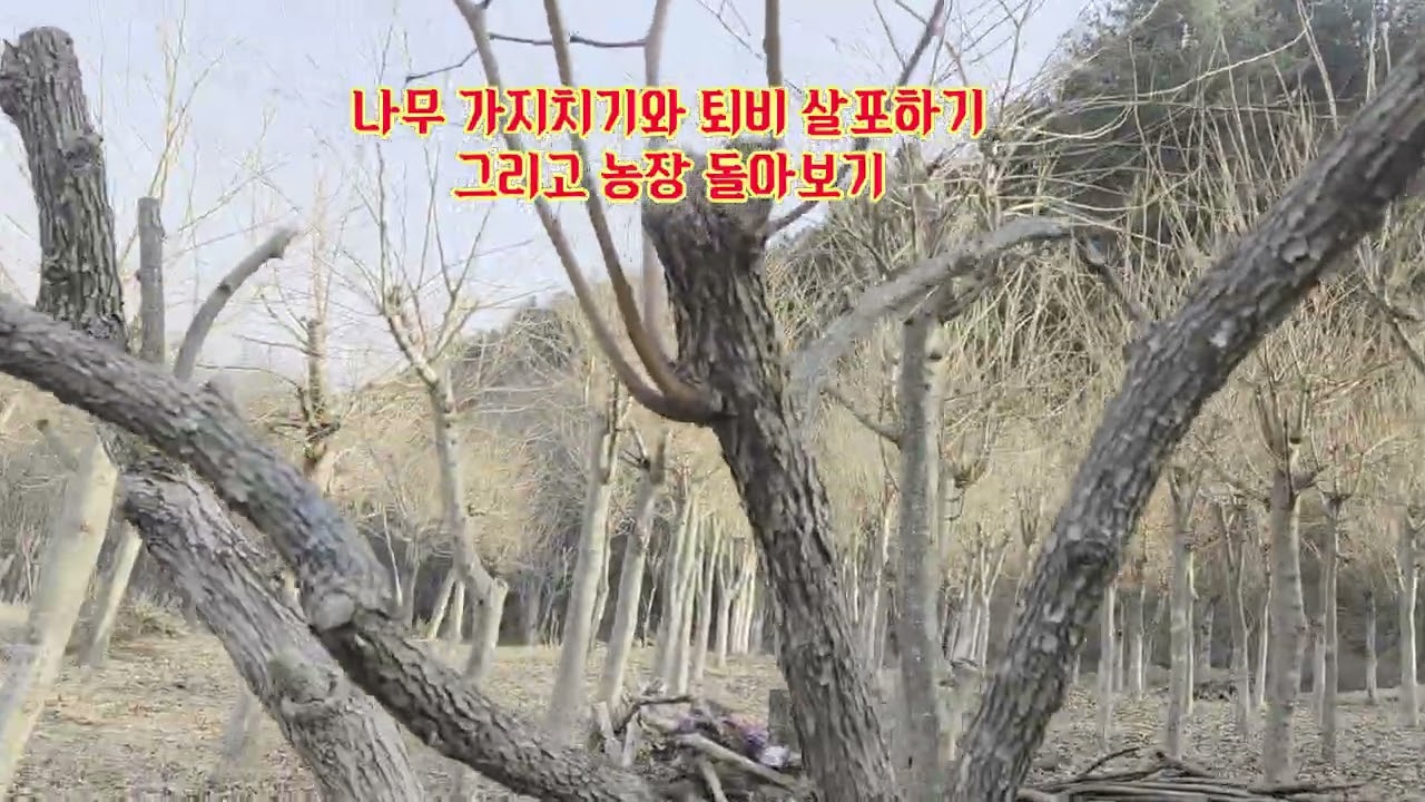 나무 가지치기와 퇴비 살포하기