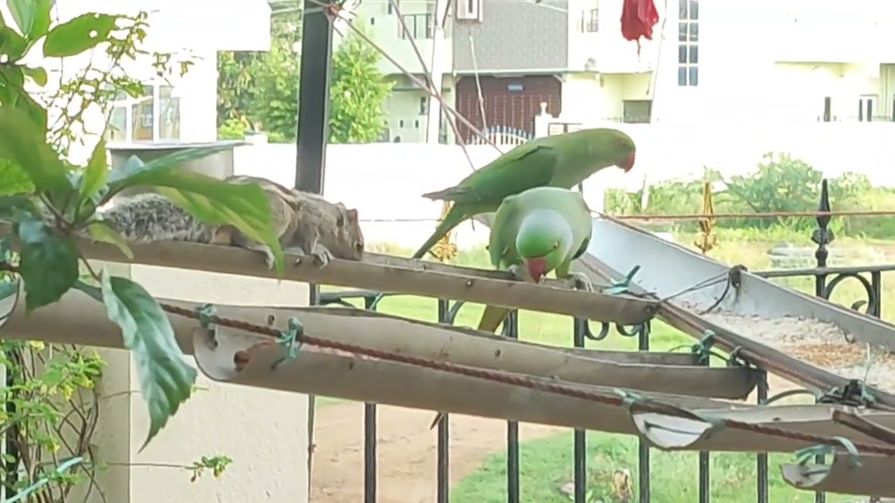 🦜☝️#அழகிய கிளிகள் அணில்🐿️#skyfire #viwers #shortsfeet #nonstoptalkingparrot #viralvideo #talkingbird