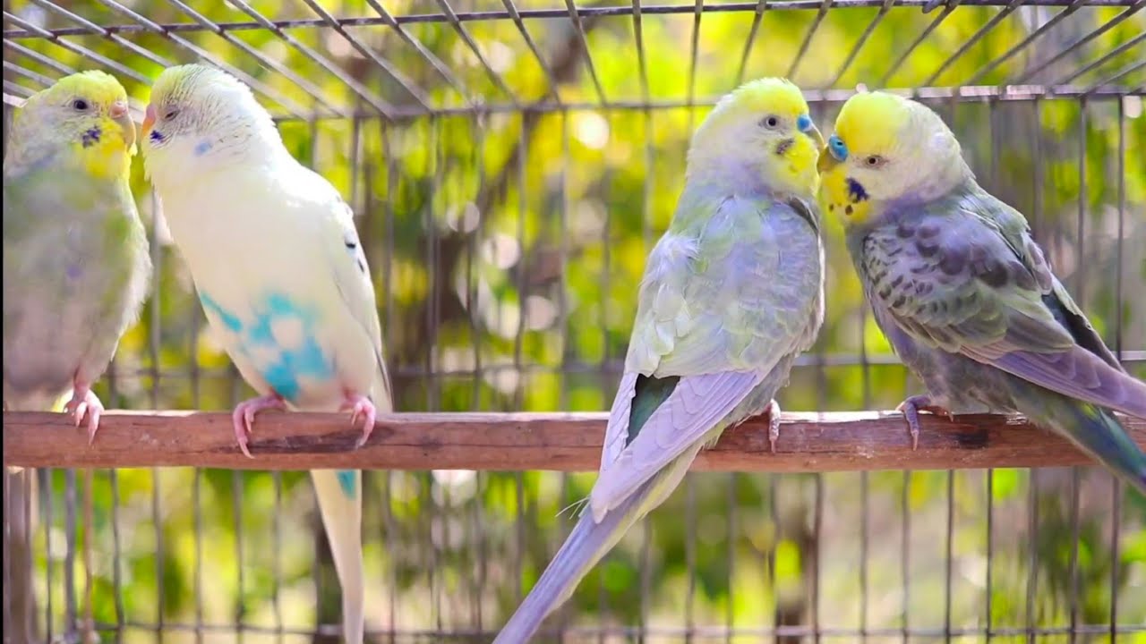 Cute Pet Budgies Chirping, 4 Hr Nature Parakeets Bird Sound to Reduce Stress