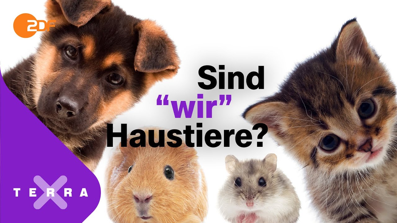 Wann ist ein Tier ein Haustier? | Terra X plus