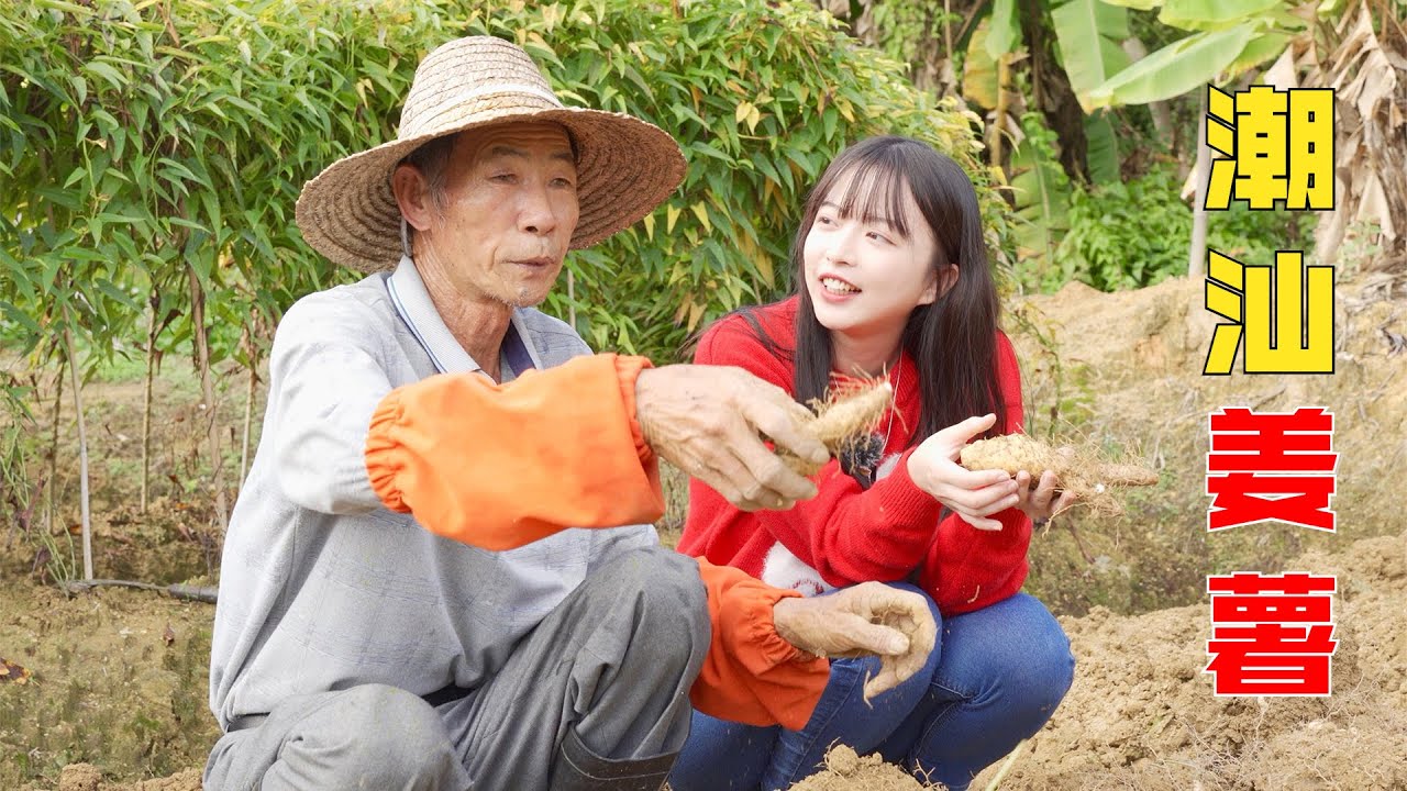 Ginger potato | 潮汕薑薯正當季！ 藏在泥土裏的美食，價格卻比猪肉還貴，多少離家在外的潮汕人懷念這一口！| 【林阿欣呀】|【阿欣打野】