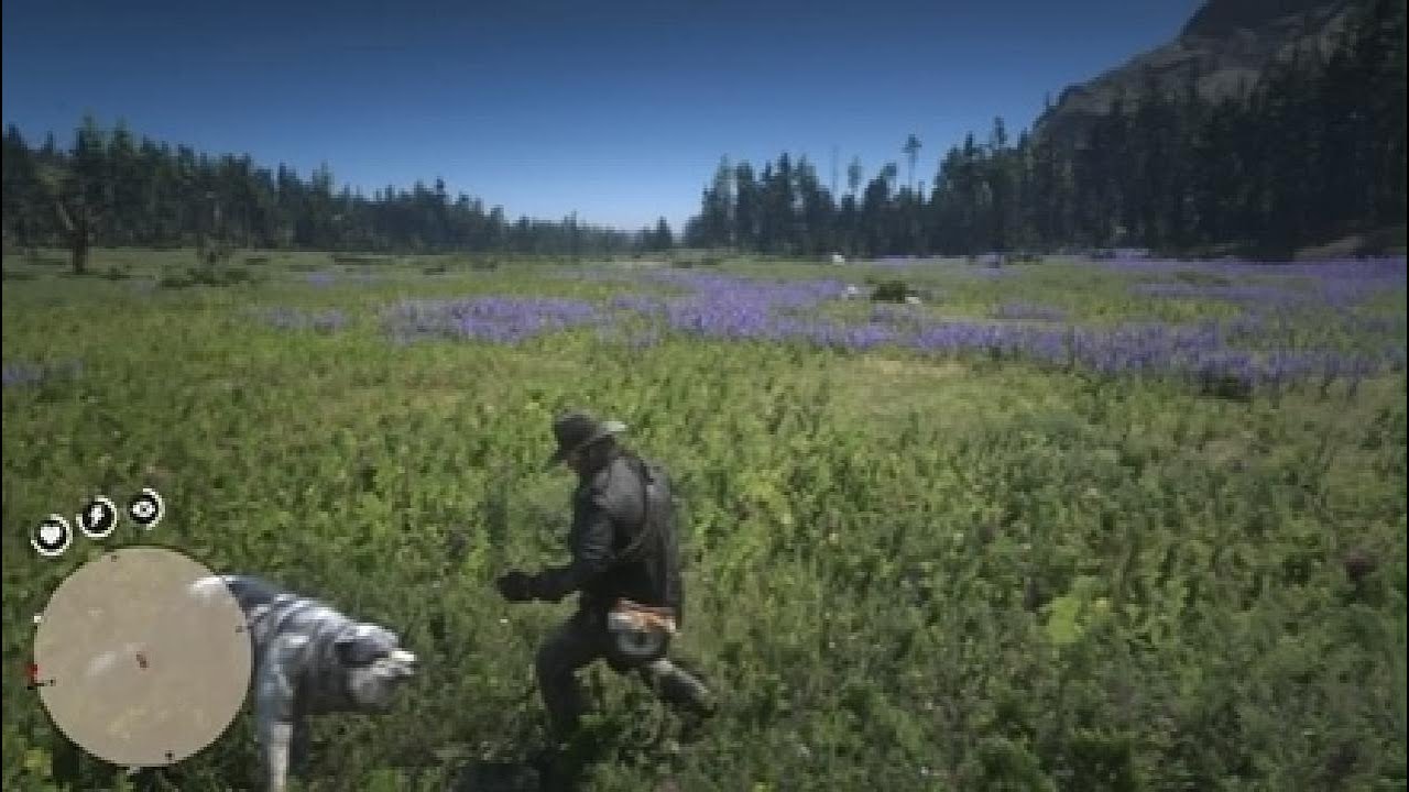Fighting Wolves