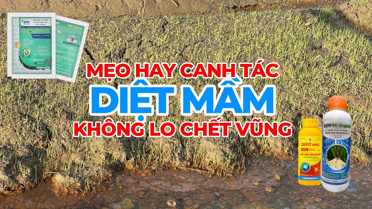 QUẢN LÝ CỎ- LÚA LỘN ĐẦU VỤ -MẸO HAY CANH TÁC.