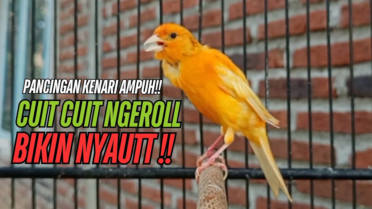 SUARA Kenari GACOR PANJANG Pancingan & masteran Kenari Paud AGAR gacor AMPUH Kenari MACET bunyii