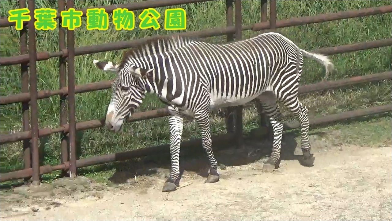 【千葉市動物公園】サバンナシマウマとグレビーシマウマ